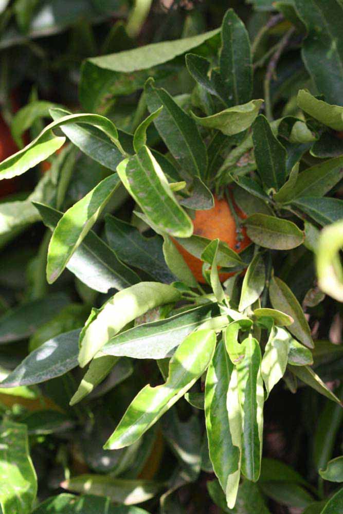              Sun leaves (Riverside, CA)       